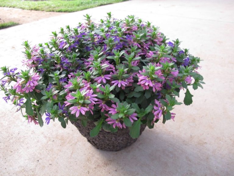 Scaevola 'Surdiva Blue Violet' and 'Surdive Fashion Pink' mix from Suntory