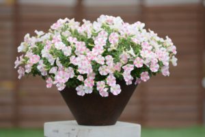 Petunia 'Surfinia Heartbeat' From Suntory