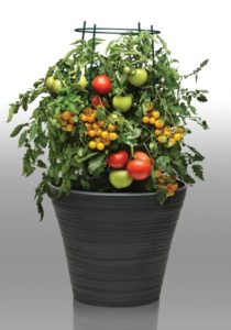 Take 2 Tomato Combo – Lights (Burpee)