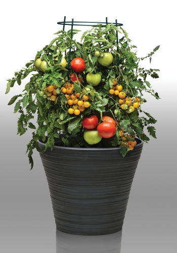 Take 2 Tomato Combo – Lights (Burpee)