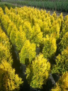 Thuja plicata 'Forever Goldy' From Star Roses And Plants