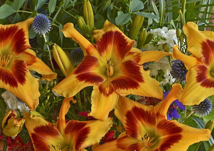 Hemerocallis ‘Rainbow Rhythm Tiger Swirl’ (Proven Winners)  