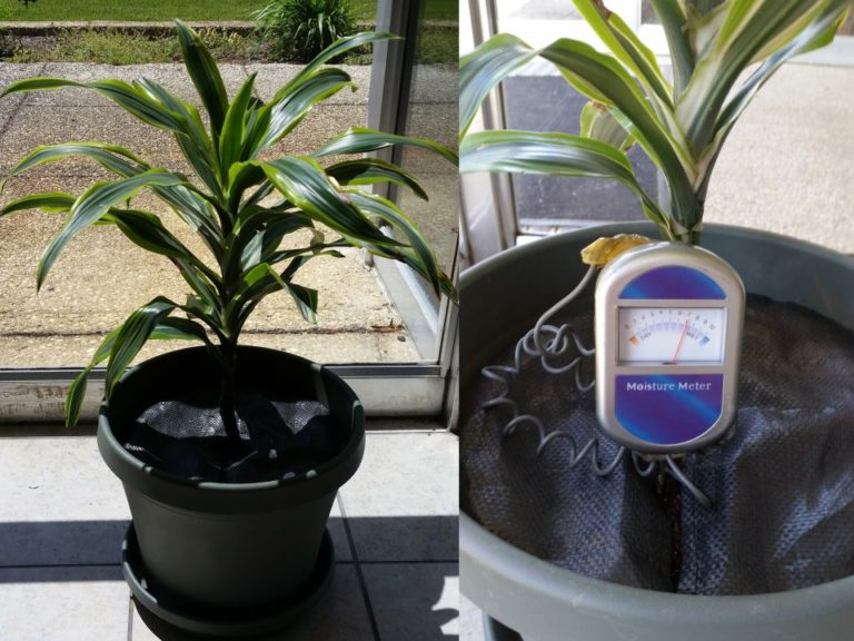 Tree Diaper With Its Meter (Zynnovation)