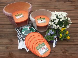 Ups A Daisy From Bloem