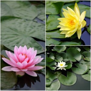 Van Bloem Water Lilies