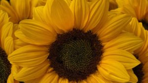 Sakata Develops New Downy Mildew Resistant Sunflower