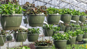 Research Sheds Light on How to Manage Plant Stress With High-Tech Imagery