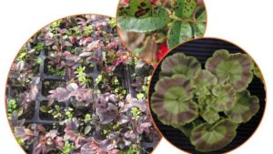 Horticulture Expert Shares Tips for Bulb Care and Weed Prevention