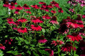 2016 Massachusetts Horticultural Society Field Trials