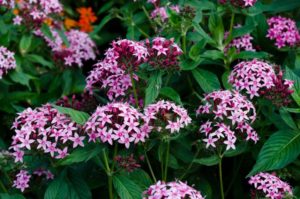 2016 Massachusetts Horticultural Society Field Trials