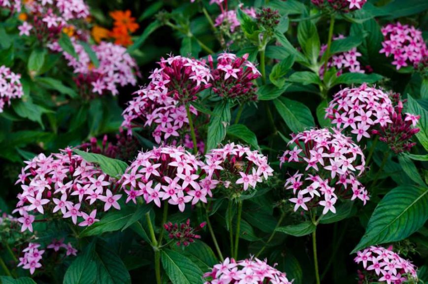 2016 Massachusetts Horticultural Society Field Trials