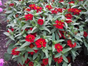 2016 Massachusetts Horticultural Society Field Trials