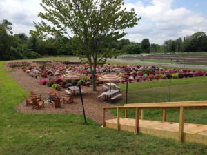 2016 Mast Young Plants Field Trials Results