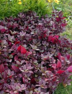 Alternanthera 'Purple Prince'