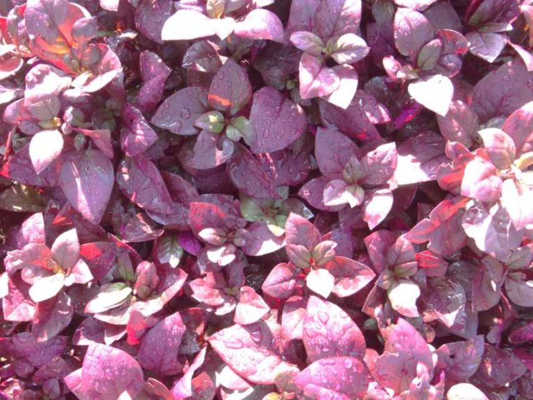 2016 North Carolina State University Field Trials Results