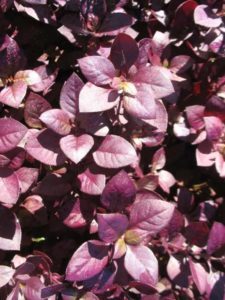 2016 Missouri Botanical Garden Field Trials