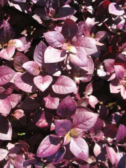 2016 Missouri Botanical Garden Field Trials