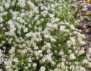 Alyssum 'North Face White'
