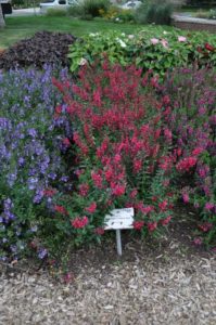 2016 Colorado State University Field Trials 