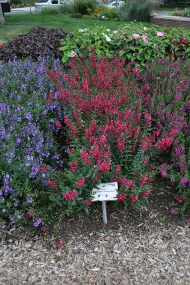 2016 Colorado State University Field Trials 