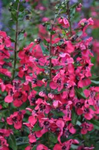2016 Colorado State University Field Trials 