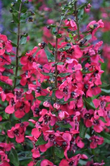 2016 Colorado State University Field Trials 