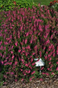 2016 Colorado State University Field Trials 