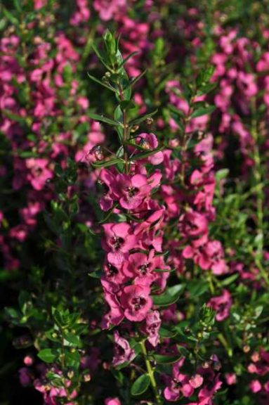 2016 Colorado State University Field Trials 
