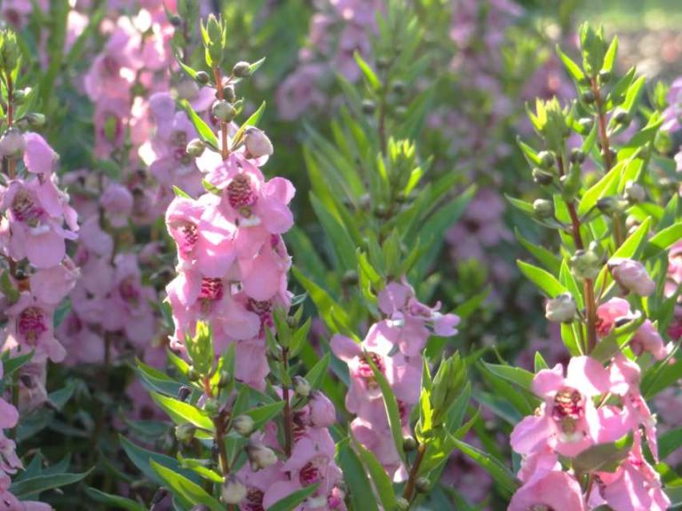2016 North Carolina State University Field Trials Results