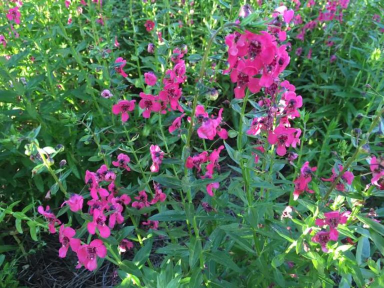 2016 Louisiana State University Field Trials