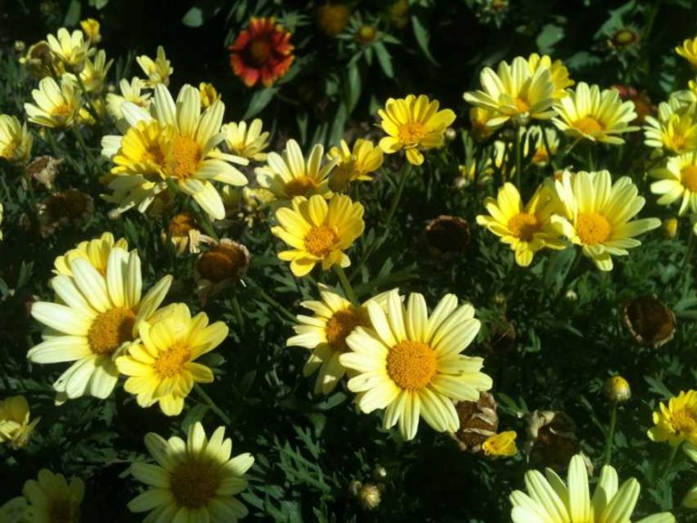 2016 North Carolina State University Field Trials Results