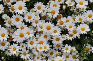 2016 Colorado State University Field Trials 