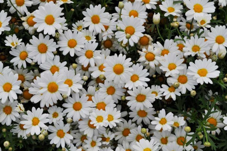 2016 Colorado State University Field Trials 