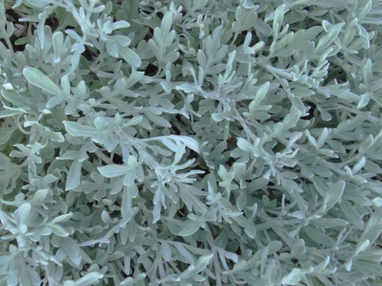 2016 North Carolina State University Field Trials Results