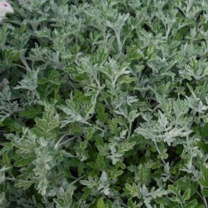 Artemisia 'Quicksilver'