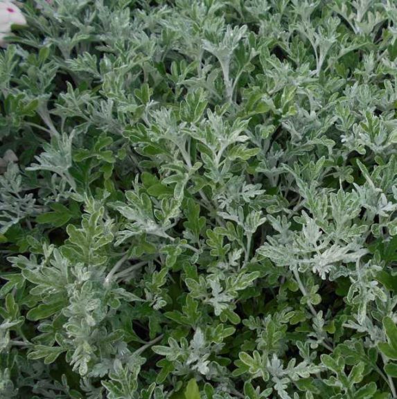 Artemisia 'Quicksilver'