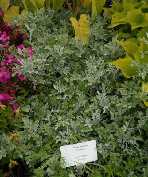Artemisia 'Quicksilver'