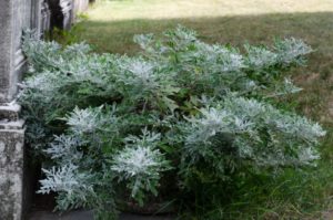 2016 Massachusetts Horticultural Society Field Trials