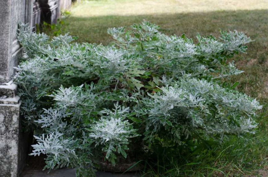 2016 Massachusetts Horticultural Society Field Trials