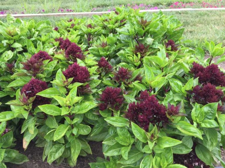 2016 Kansas State University Field Trials