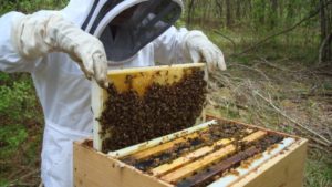 Heroes To Hives Seeks Veterans For Beekeeping Training