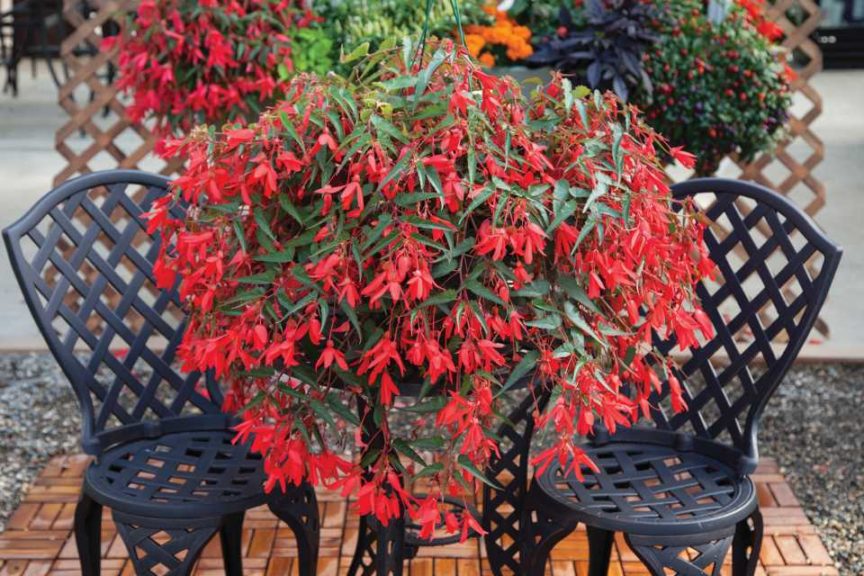 2016 D.S. Cole Growers Field Trials