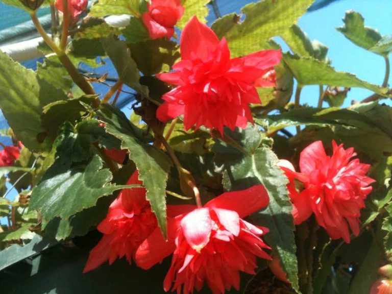 2016 North Carolina State University Field Trials Results