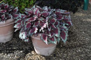 2016 Colorado State University Field Trials 