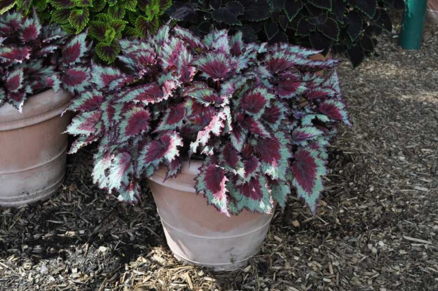 2016 Colorado State University Field Trials 