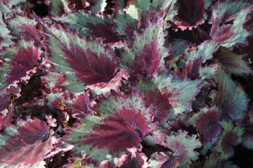 2016 Colorado State University Field Trials 