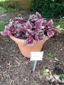 2016 Michigan State University Field Trials