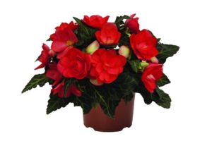 2016 D.S. Cole Growers Field Trials