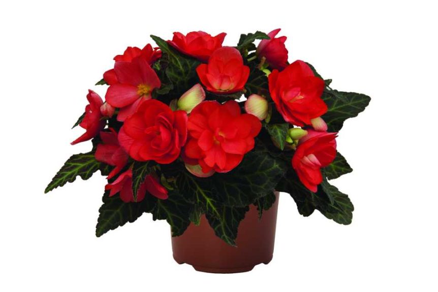 2016 D.S. Cole Growers Field Trials