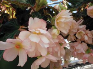 2016 D.S. Cole Growers Field Trials